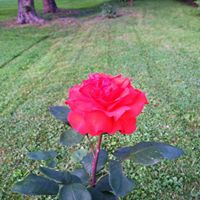 Tammy Lytle Photo 21