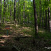 William Loring Photo 14