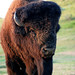 Jerome Bison Photo 4