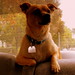 Desiree Brown Photo 3