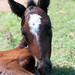 Cheryl Morris Photo 4