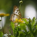 Robert Vanelli Photo 8