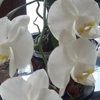 Rita Macdonald Photo 10