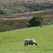Patrick Moor Photo 10