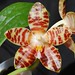 David Lim Photo 14