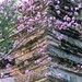Xiu Guo Photo 8