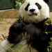Mei Yang Photo 4