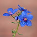 Janine Blue Photo 8