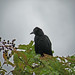 Austin Crow Photo 15