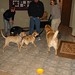 Edward Labrador Photo 7