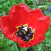 May Bloom Photo 5