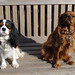 Charles Ruby Photo 6