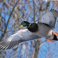 Ron Sharp Photo 31