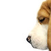 Richard Beagle Photo 14