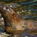 April Seal Photo 2