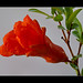 Flor Maldonado Photo 8