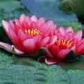 Poornima Kori Photo 4