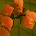 Lan Hua Photo 6