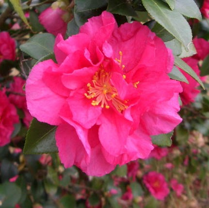 Cheryl Snyder Photo 36