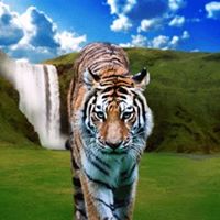 Mohammad Arif Photo 42