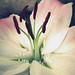Carol Lewis Photo 12