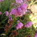 Heather Korte Photo 1