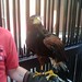 Amber Hawk Photo 9