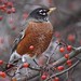 Robin Michael Photo 10