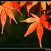 Autumn Back Photo 1