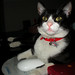 Angie Lorenzo Photo 12