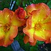 Rose Peterson Photo 6