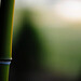 Carmine Verde Photo 2