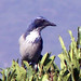 Jay Bush Photo 13