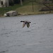 Frank Mallard Photo 9