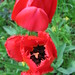 May Bloom Photo 7