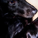 Edward Labrador Photo 5