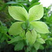 May Bloom Photo 4