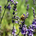 Bee Smith Photo 9