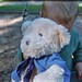 Nicholas Bear Photo 6