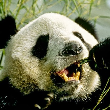 Lei Cheng Photo 17