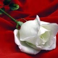 Manal Hamad Photo 15