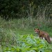 Lee Fox Photo 7