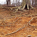 Robert Root Photo 12