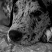 Theodore Dane Photo 8