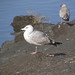Edward Herring Photo 12