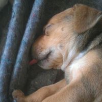 Samuel Kratz Photo 9