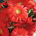 Tracy Flowers Photo 8