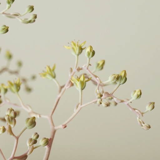 Shin Chen Photo 27