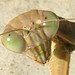 Georgia Mantis Photo 7