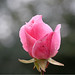 Elizabeth Rose Photo 11